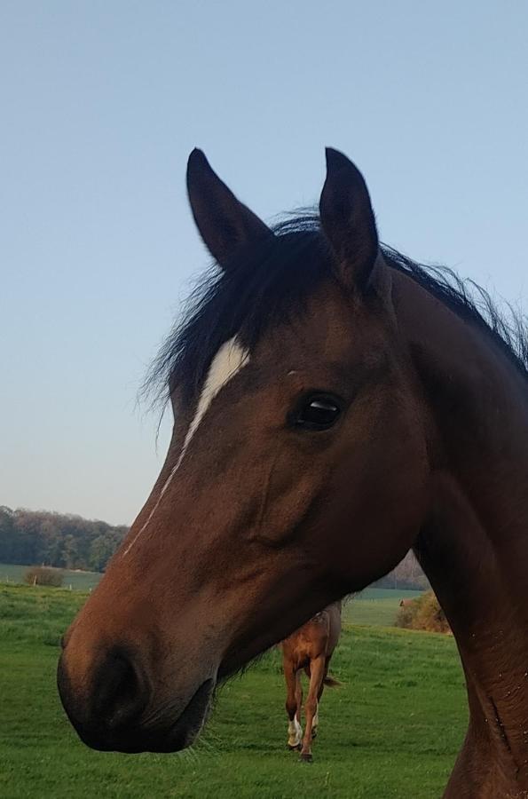 Gite De Solama Avec Spa Balleville Kültér fotó